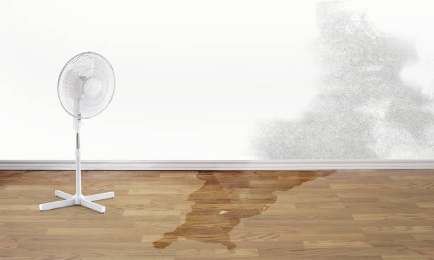 Best Professional water damage repair  in Nocona, TX